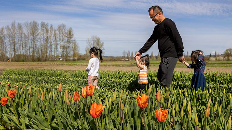 Hmong Flowers, Sound Consumer use ONLY