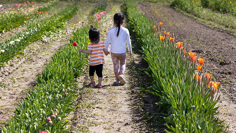 Hmong Flowers, Sound Consumer use ONLY