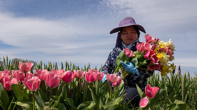 Hmong Flowers