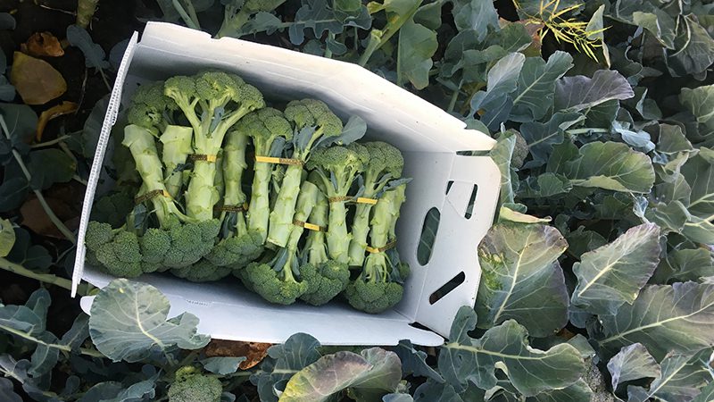 Produce boxes filled with broccoli