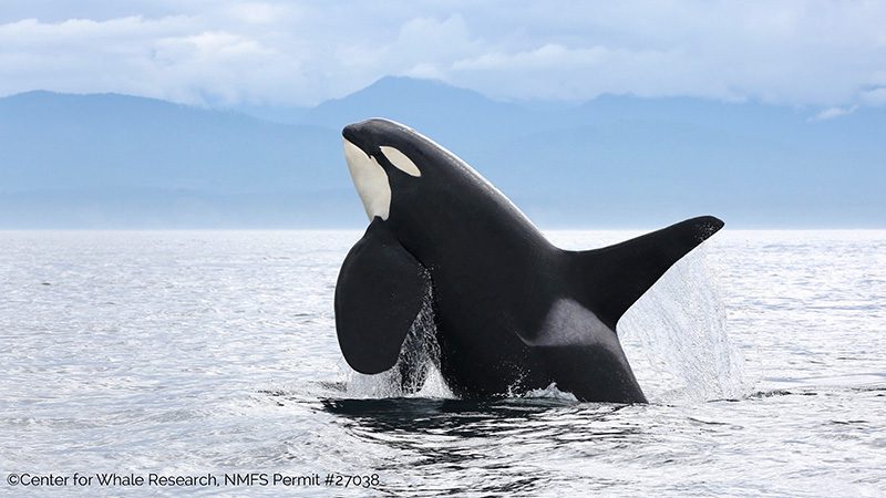 orca from the Center for Whale Research