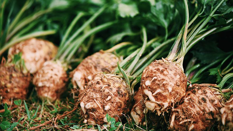 Celeriac