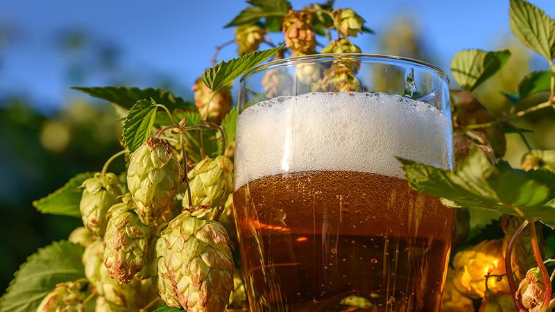 fresh hop beer
