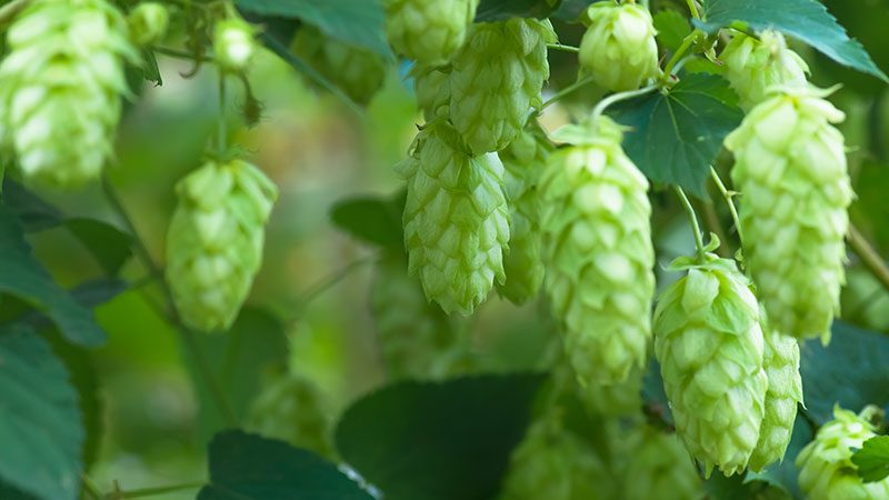 Fresh hops on the vine