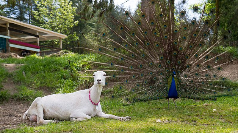 lost peacock creamery