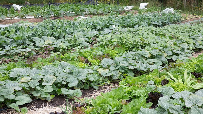Small crop of veggies at Tian Tian farm.