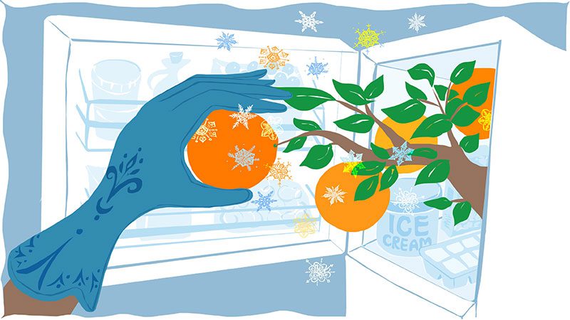 Wendy Wahman illustration of oranges pulled from freezer storage.