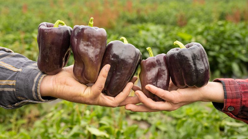 Peppers passing between hands