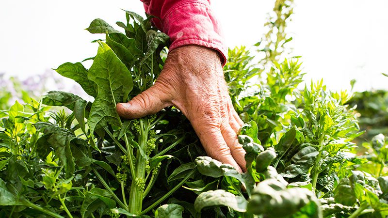 Organic gardening