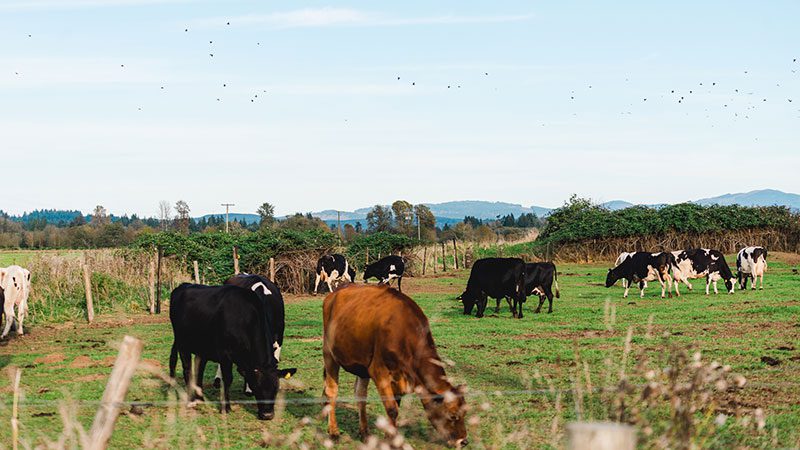 cows on a farm