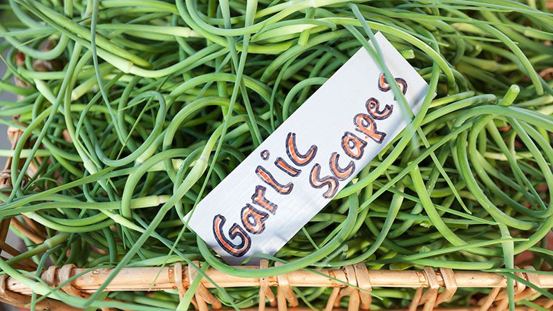 FPO garlic scapes
