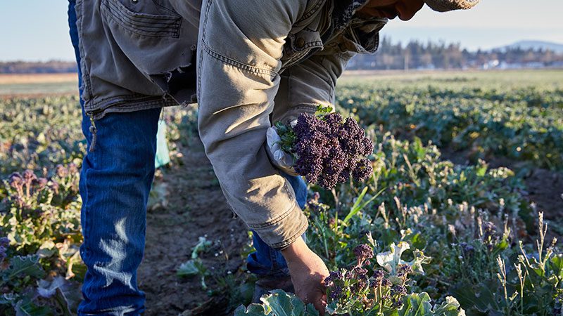 Purple sprouting broccoli