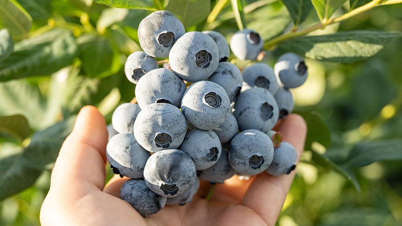 LaPierre Organic Blueberries