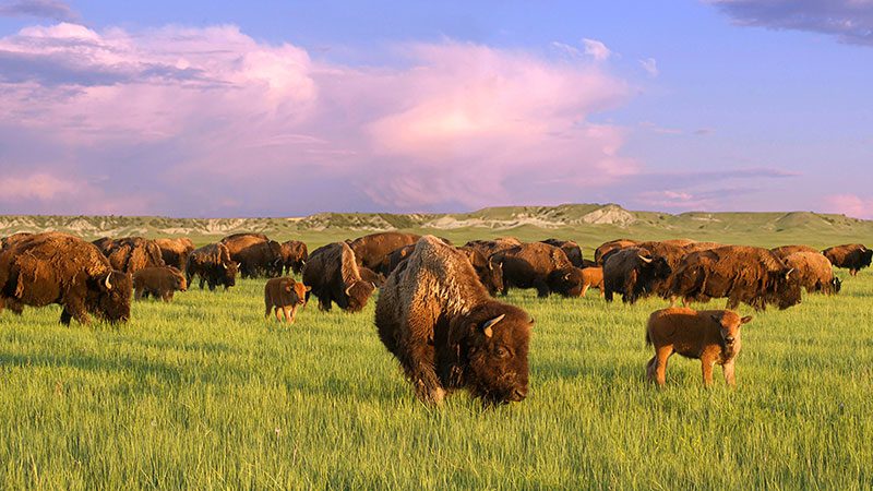 Bison in field