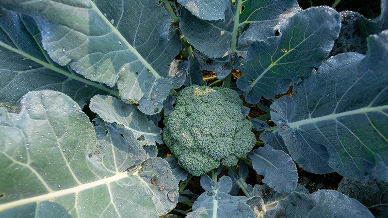 Broccoli in Winter