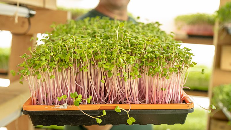 Hop Frog Farms microgreens