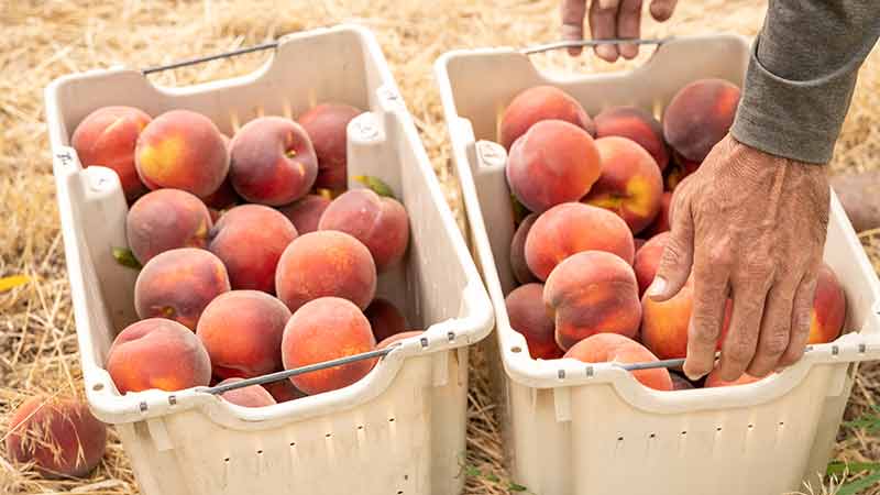 LaPierre Organic Peaches