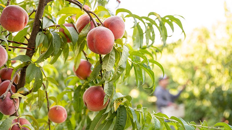 La Pierre Farms