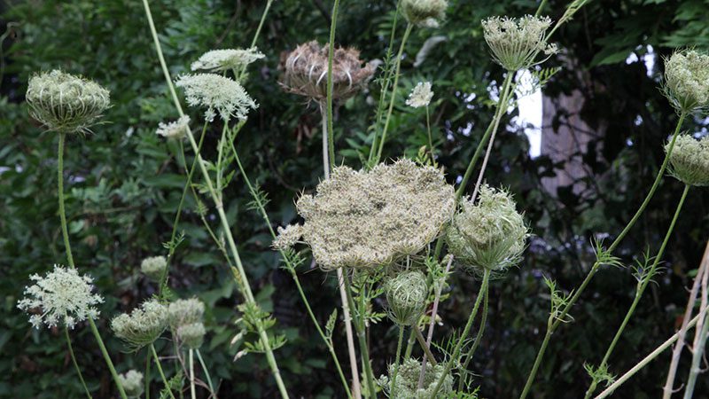 Feral garden