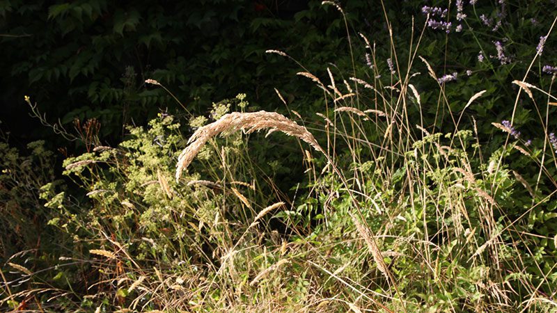 Feral garden