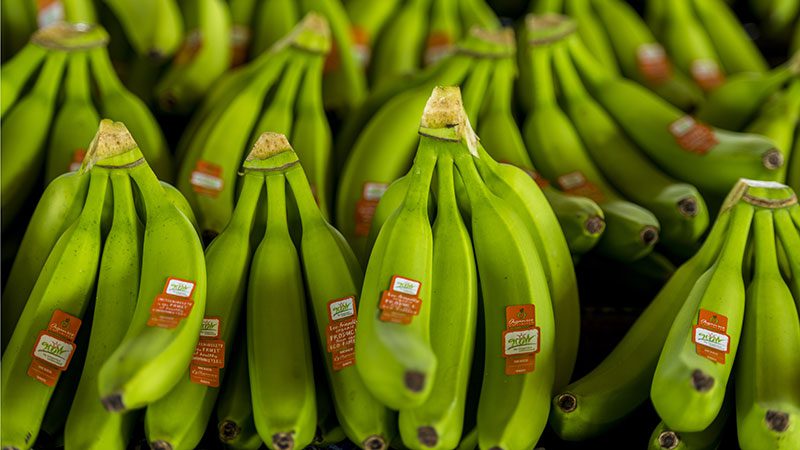 GROW Bananas