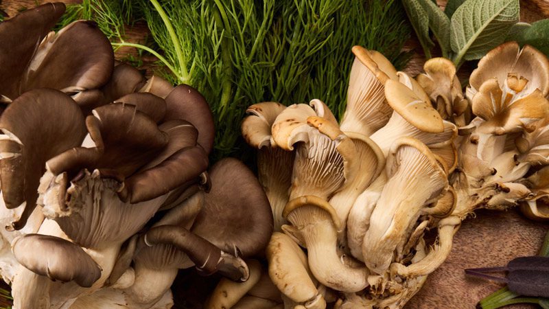 New Skills for the New Year