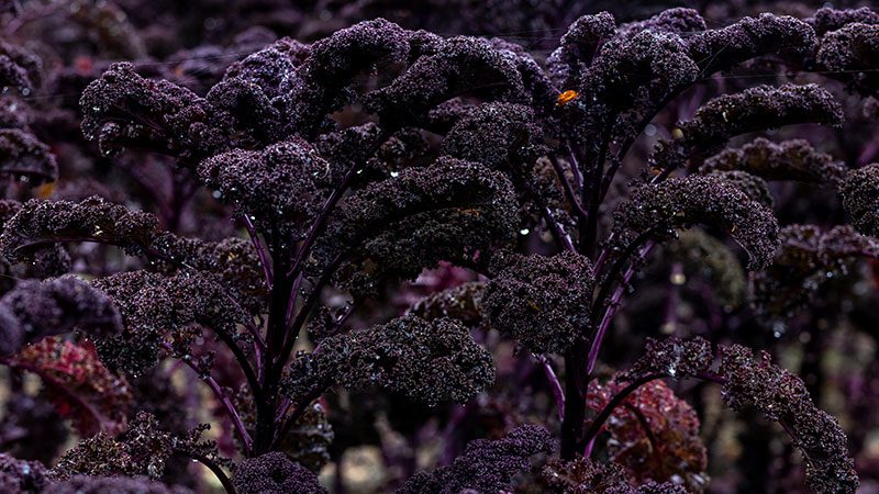 Purple kale