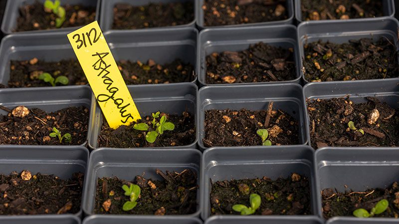 Tilth plant starts