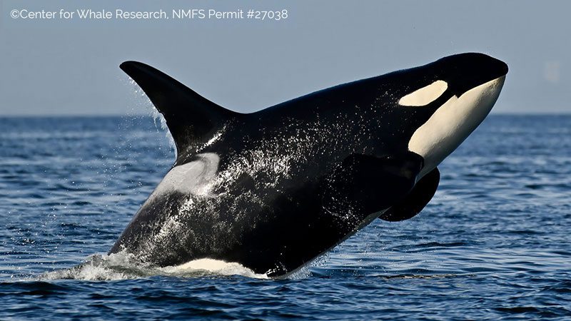 Breaching Orca