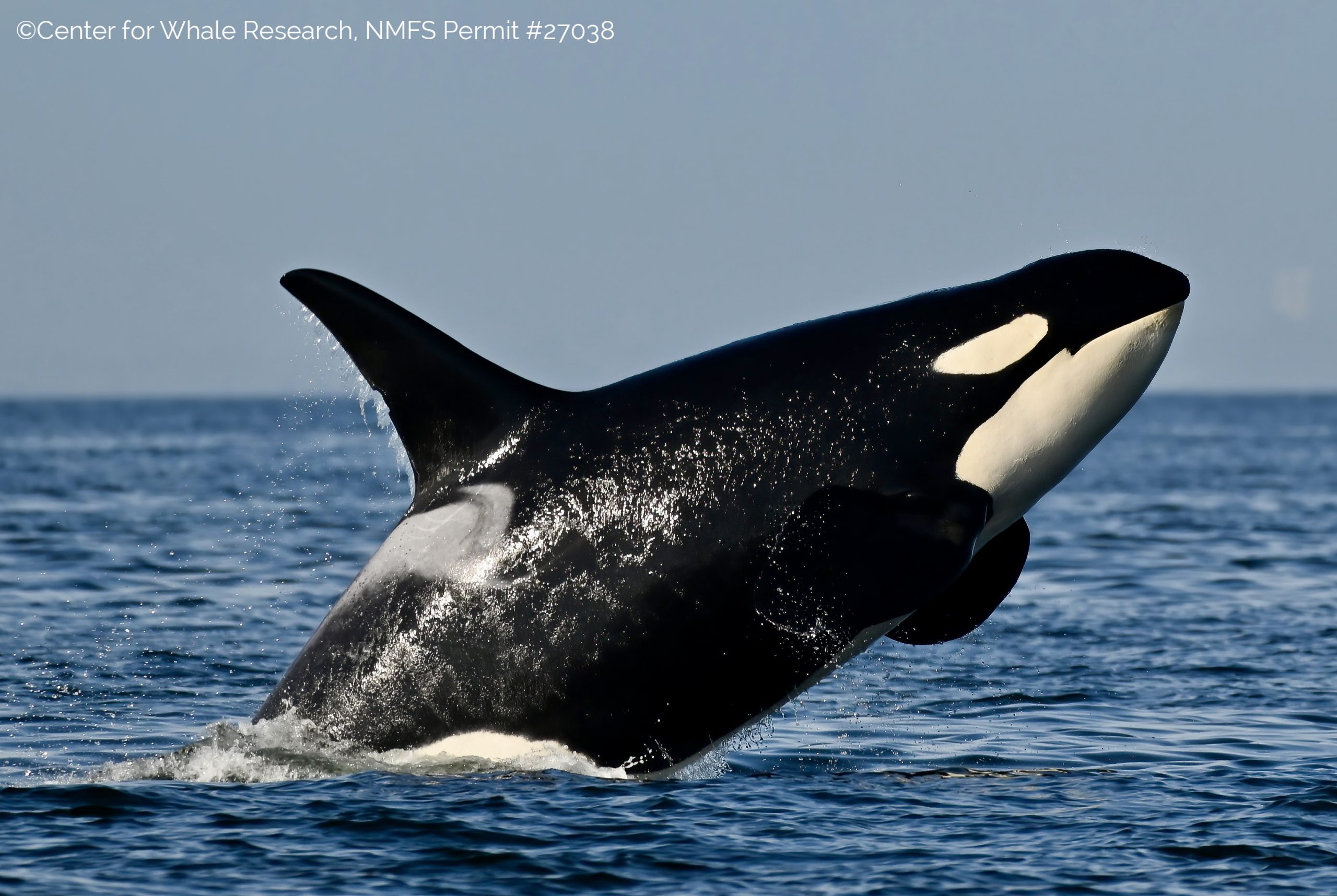 What it takes to save the Northwest’s iconic whales