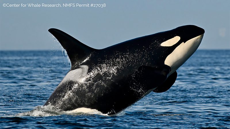 Orca Breaching