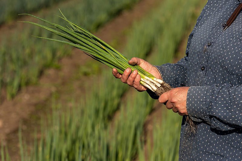spring onions in the field