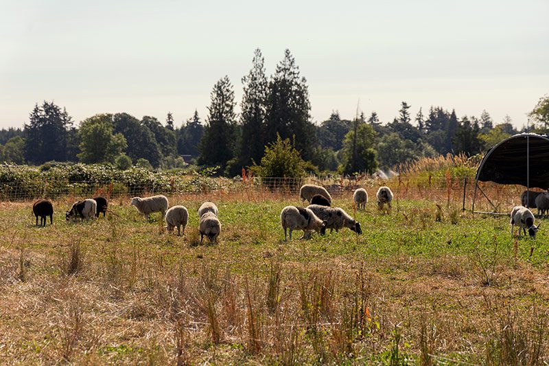 sheep in the field