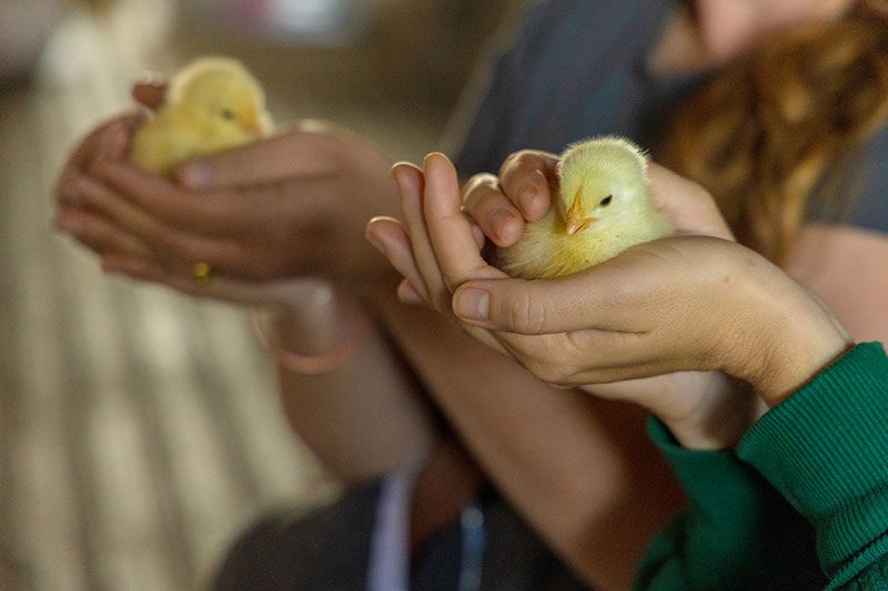 Baby chicks