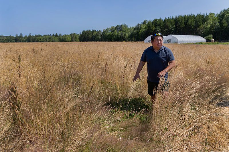 man in a golden field
