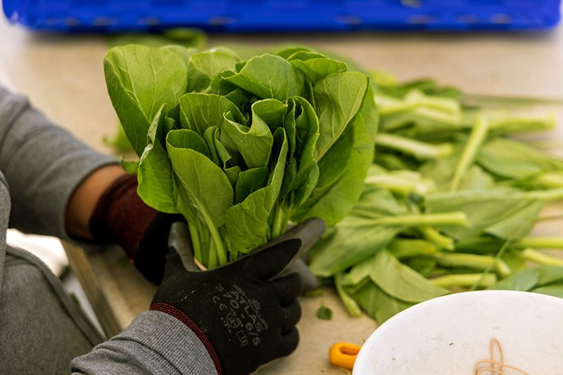 Bok Choy bundle