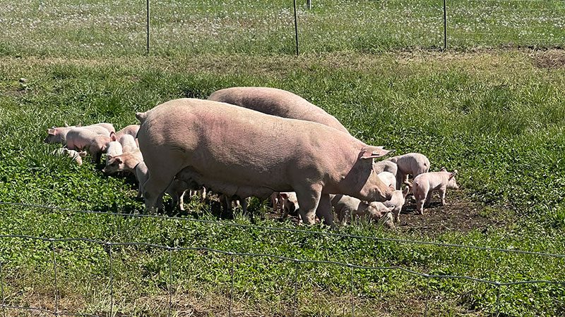 Mama pig with piglets