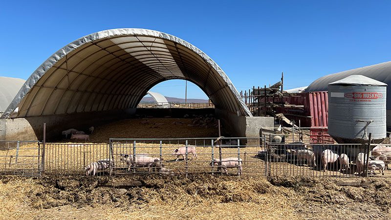 pigs at the trough