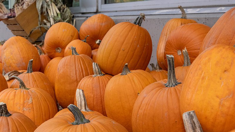 Rents Due Ranch Organic Pumpkins